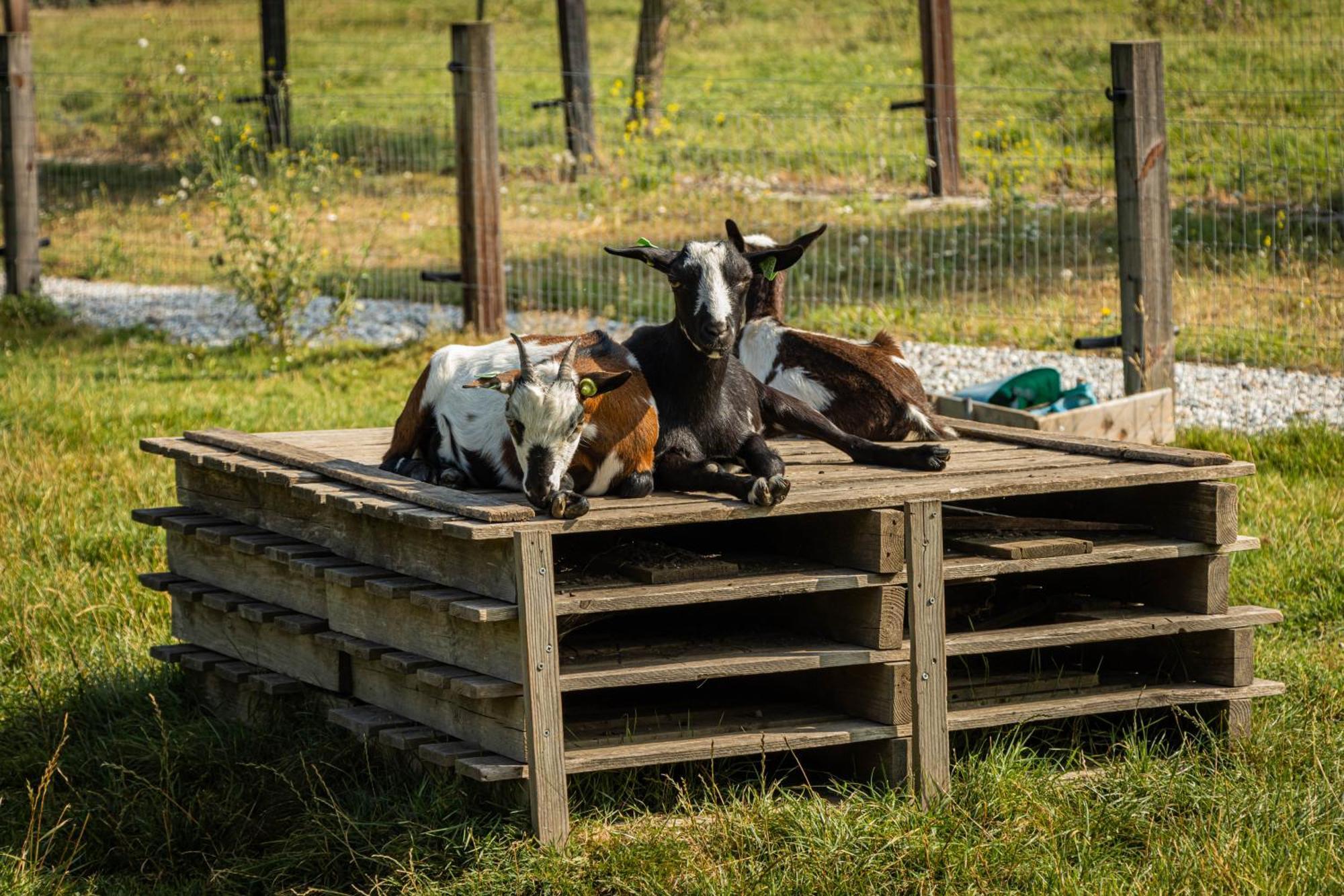 Landgoed Versteegh nabij heerlijkheid Mariënwaerdt Beesd Buitenkant foto
